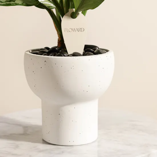 Charming Aglaonema Christina Plant