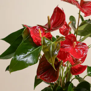 Buy and send Fancy Red Anthurium Summer Love Plant gift Online in Muscat |  Floward Muscat