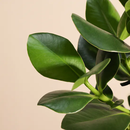 Clusia Rosea Princess Plant