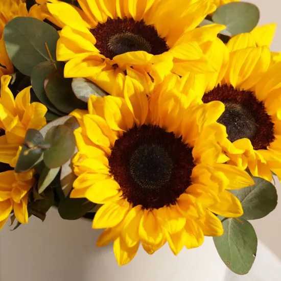 Fields of Light Sunflowers Box | 13 Flowers