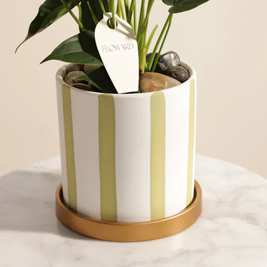 Greenish Yellow Anthurium Plant