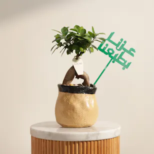 نبات فيكس جينسينغ بروح العز 
