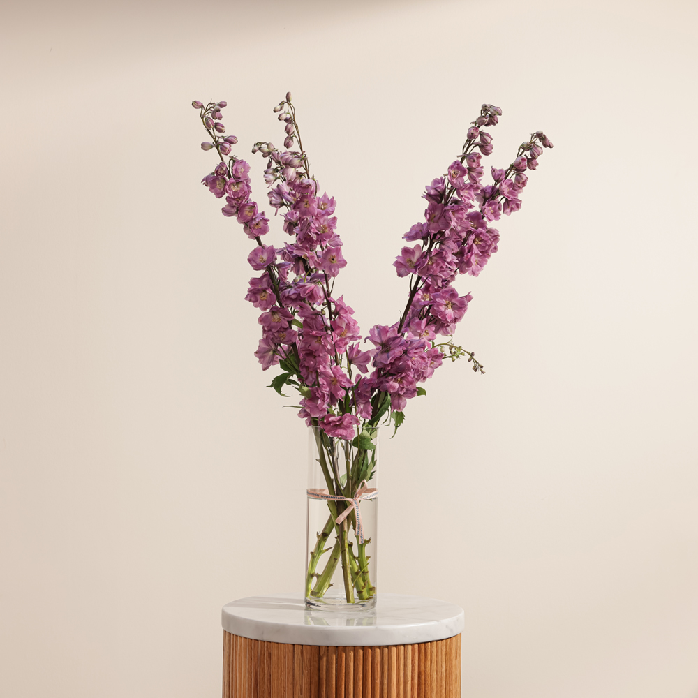 Charming Pink Delphinium