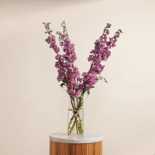 Charming Pink Delphinium