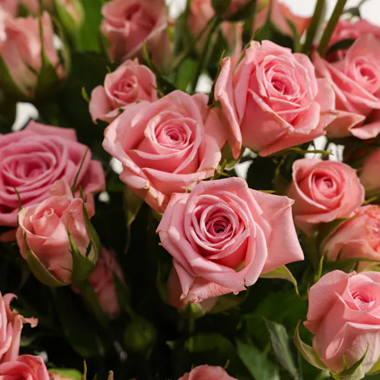 Pink Lovely Thoughts Baby Rose Vase | 18 Flowers