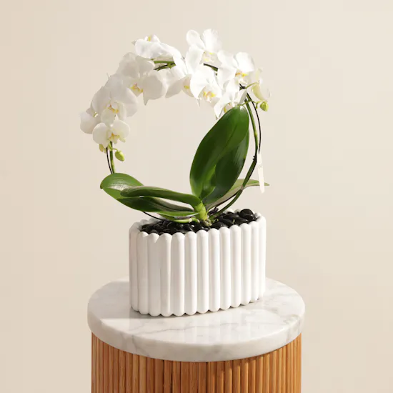 Father's Day Fancy White Infinity Circle Phalaenopsis Plant