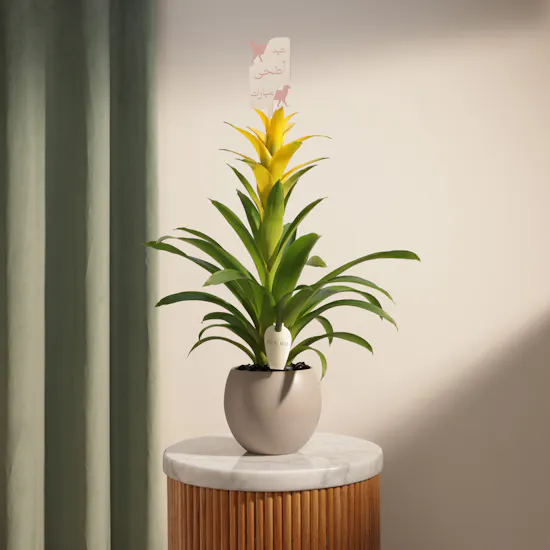 Fancy Yellow Eid Adha Mubarak Guzmania Plant