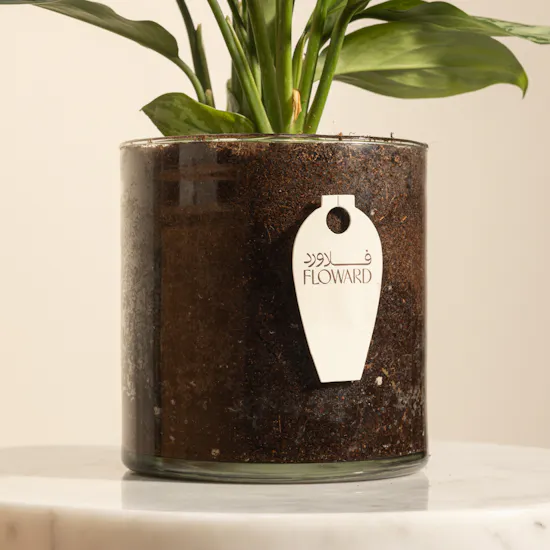 PlantaZee Aglaonema Commutatum Vase