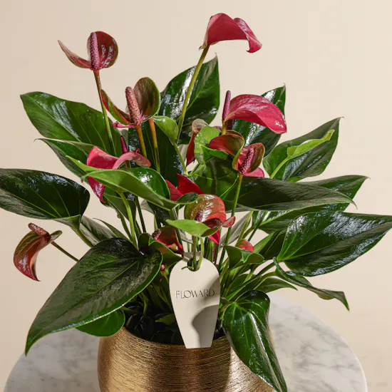 Purple Charm Anthurium Plant