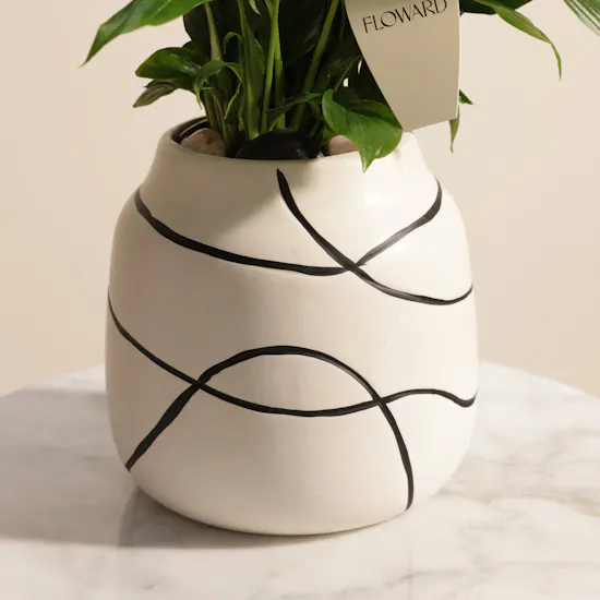 Glowy Yellow Spathiphyllum Plant