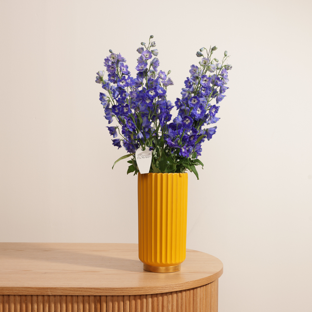 مزهريه دلفينيوم المشرقه