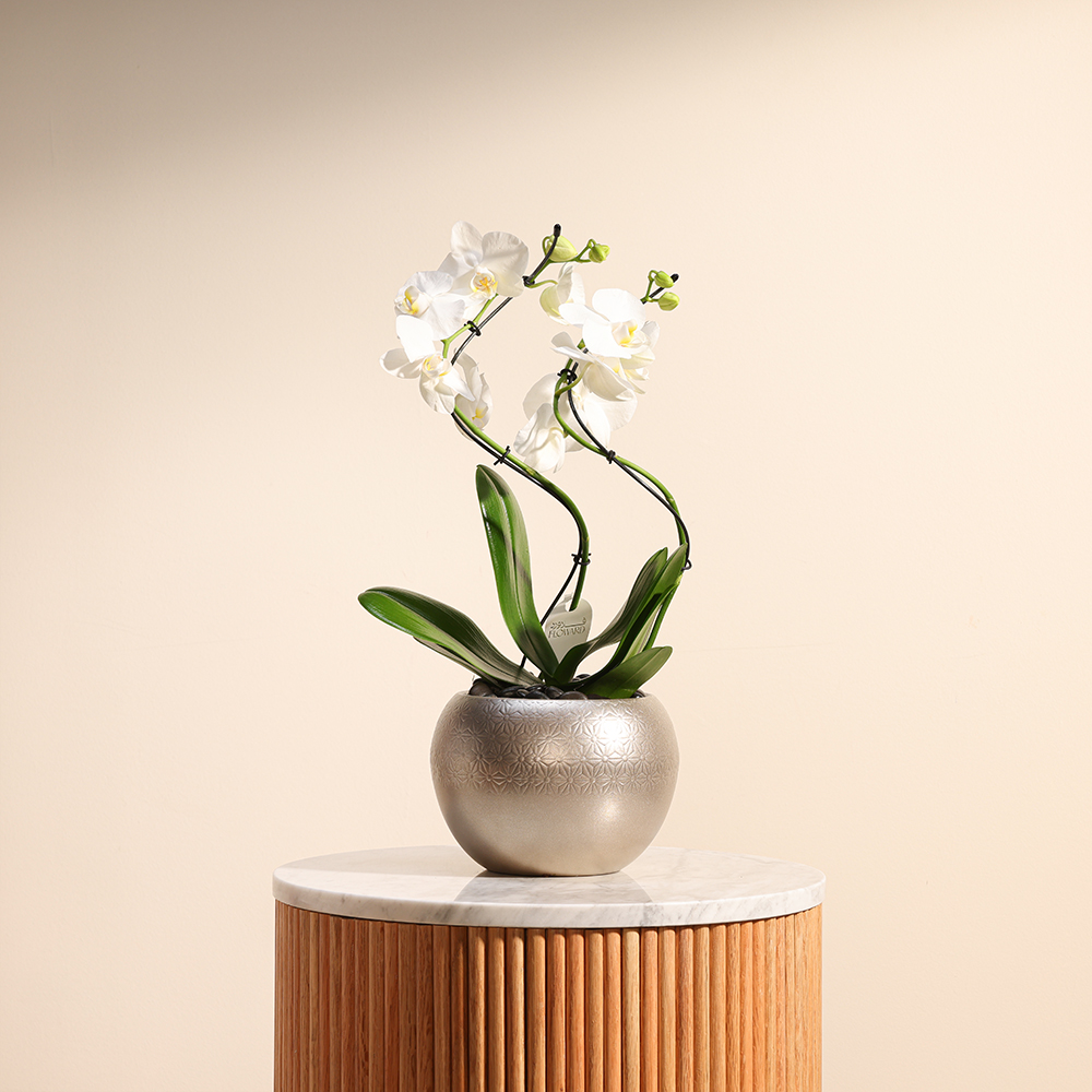Elegant Zigzag Orchid Plant
