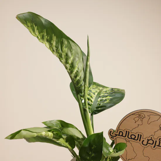 Tropical American Dieffenbachia Earth Day Plant