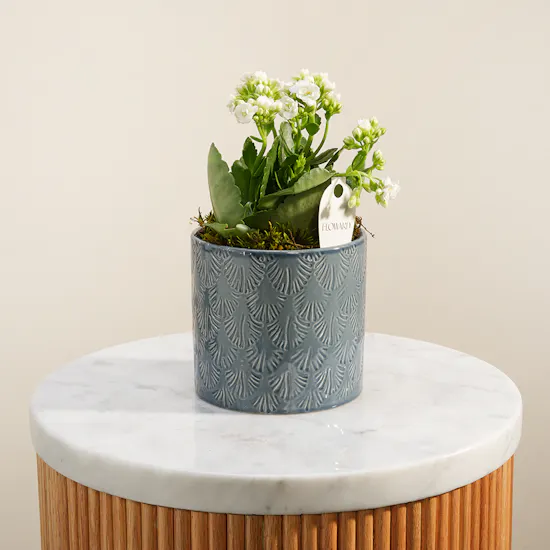 Magical White Kalanchoe Plant