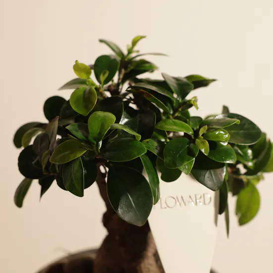 Emerald Serenity Ficus Ginseng