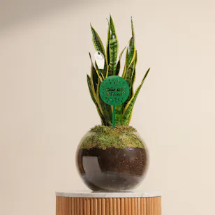 Well Done Sansevieria Laurentii