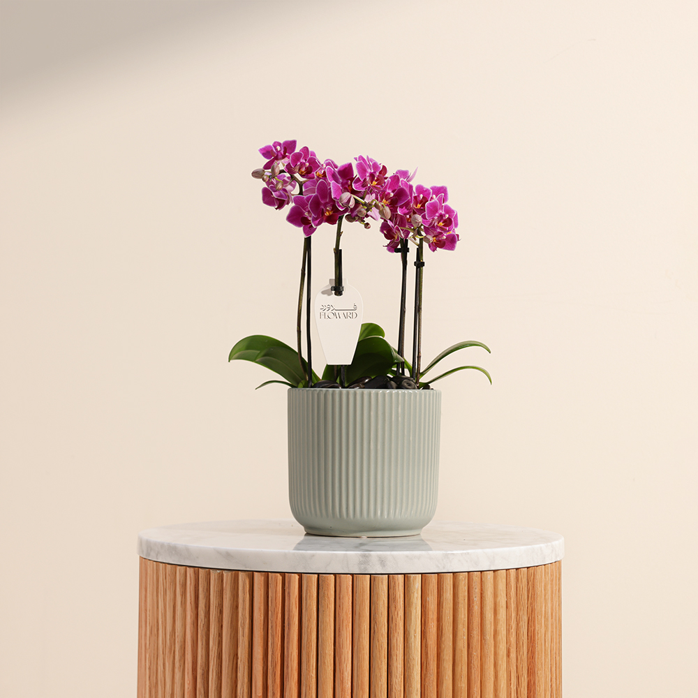 Purple Little Orchid Plant