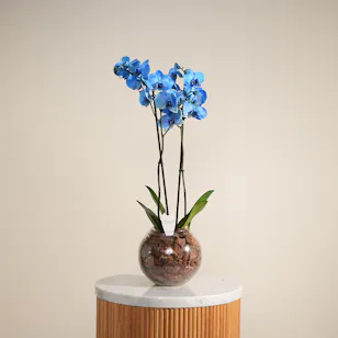 Charming Blue Orchid Plant Charming Blue Orchid Plant