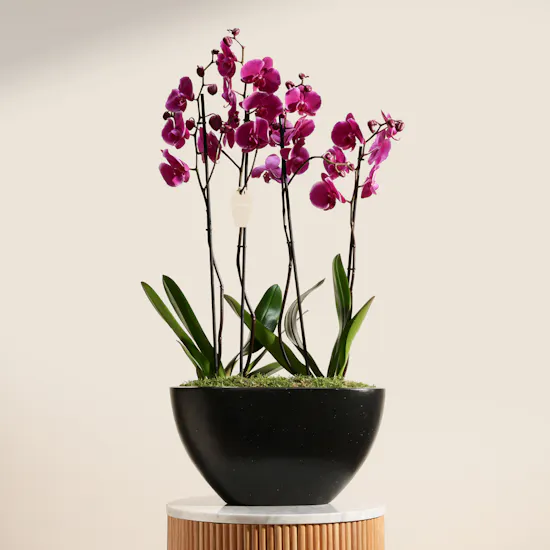 Spark Purple Orchid Plant