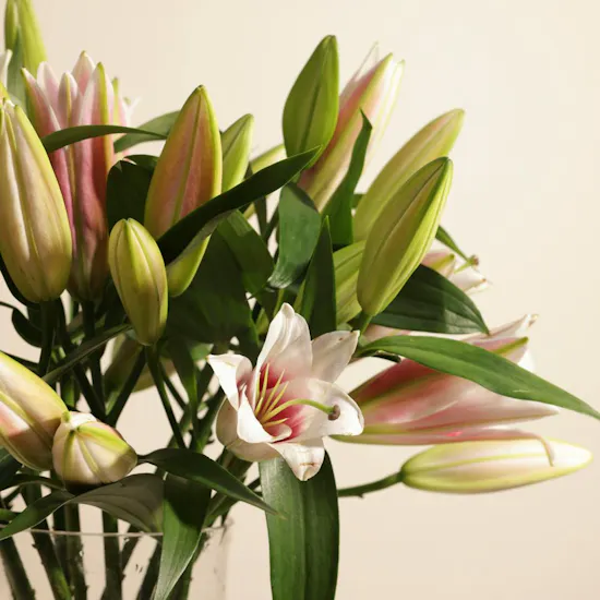 Charming Pinky Lily Vase | 12 Flowers