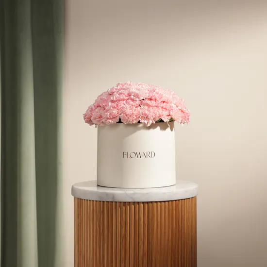 Serene Pink Carnation Box | 75 Flowers