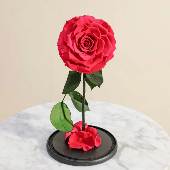 Fuschia Single Preserved Rose Dome