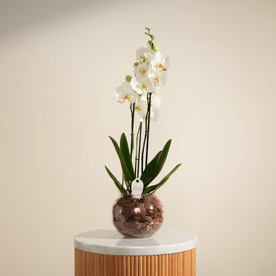 Pure Orchid Plant Vase