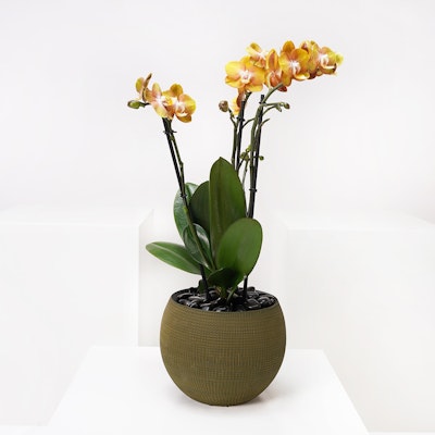 Gold Artisto Orchid