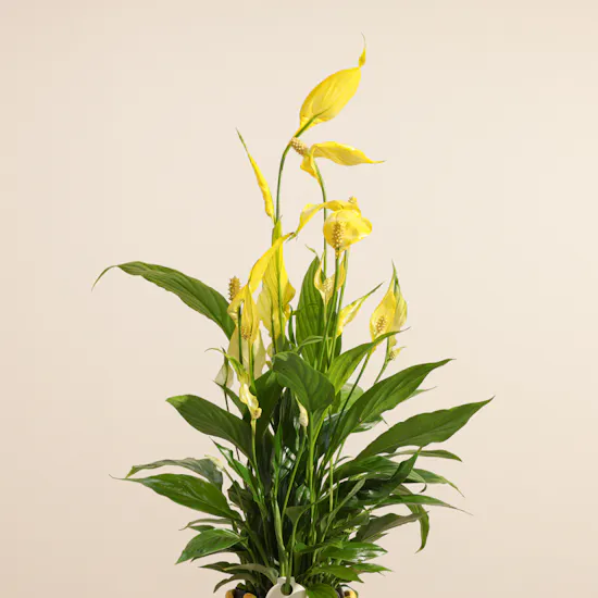 Elegant Yellow Spathiphyllum Plant