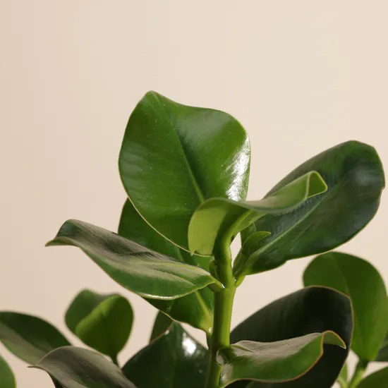 Cheerful Green Clusia Rosea Plant