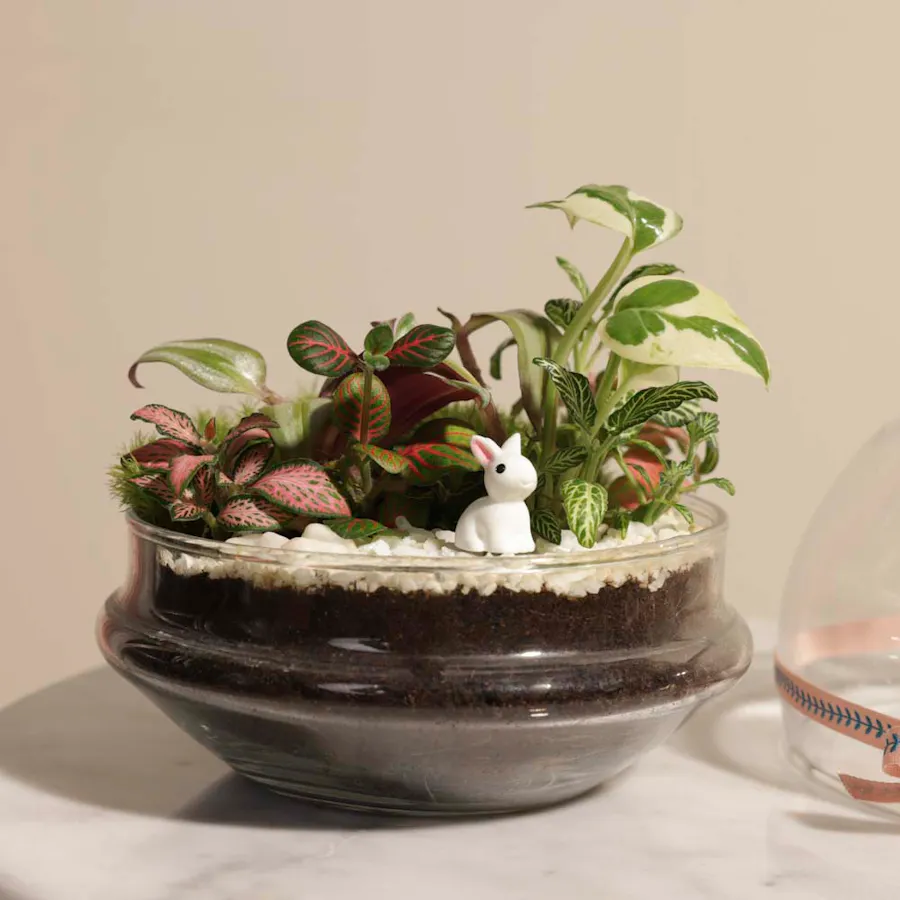 Tropical Dream | Closed Terrarium 1