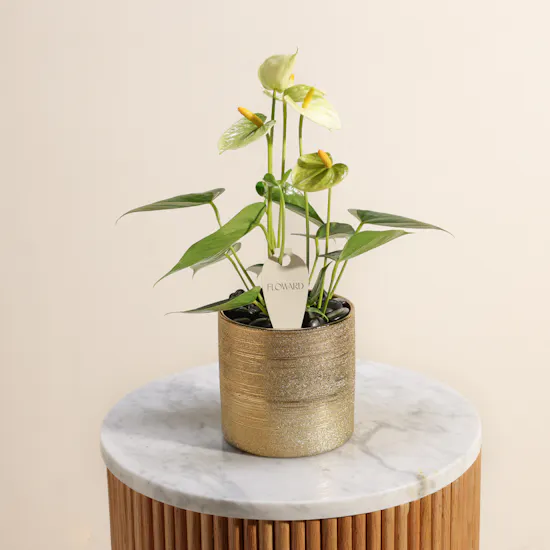 Pure Harmony Vanilla Anthurium Plant