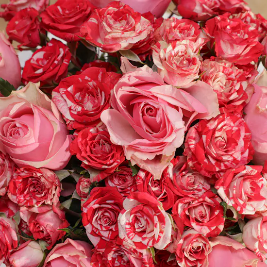 Mother Radiant Roses Vase