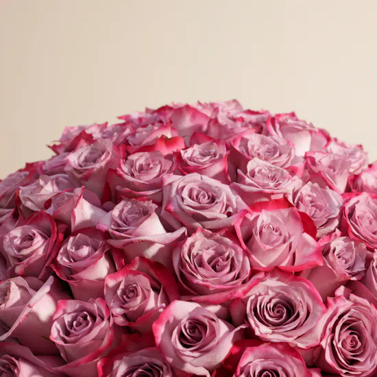 Royal Purple Roses Bouquet | 250 Flower