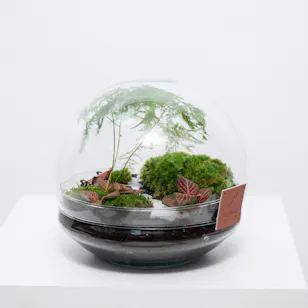 Vibrant Green Garden | Closed Terrarium 
