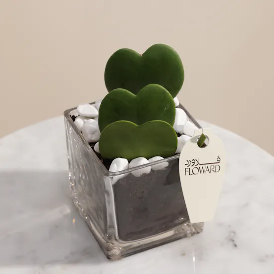 Lovely Hoya Kerrii Heart Plants