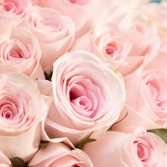 Enchanting 100 Pink Rose Bouquet