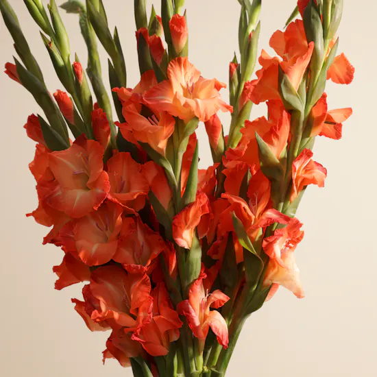 Orange Gladiolus | Flowers Bouquet