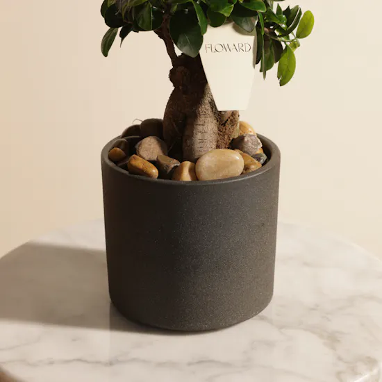 Emerald Serenity Ficus Ginseng