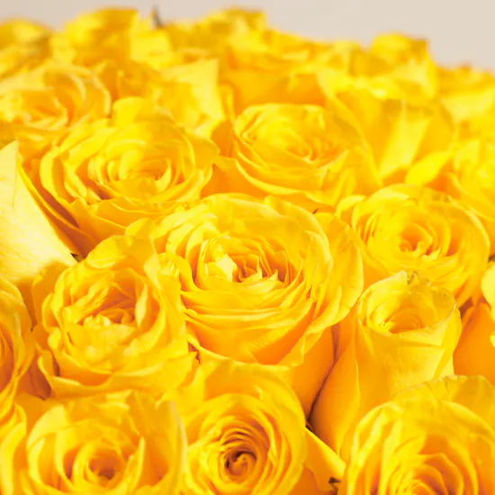 Sunshine Delight Bouquet | 150 Roses