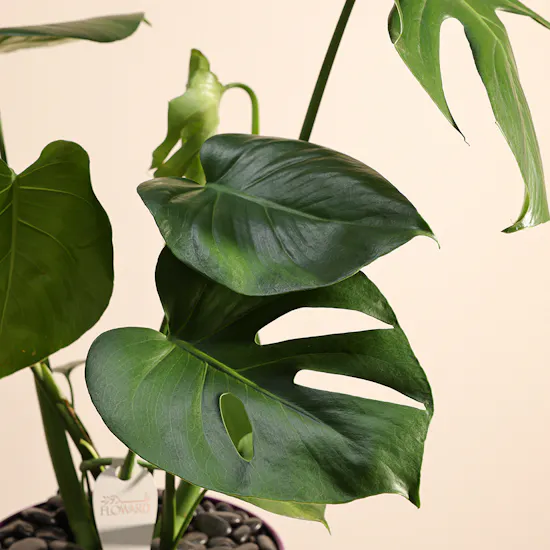 Enchanting Monstera Vase