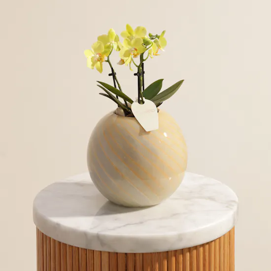 Elegant Small Yellow Phalaenopsis Plant