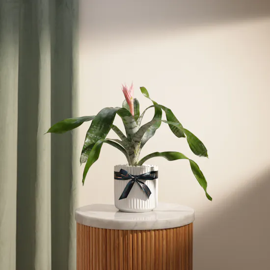 Elegant Aechmea Chantinii Plant
