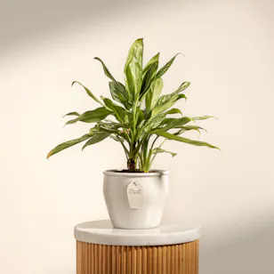 PlantaZee Aglaonema Commutatum Plant Pot