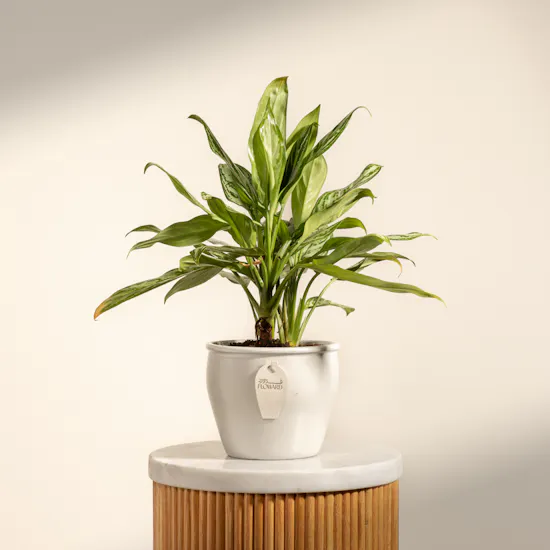 PlantaZee Aglaonema Commutatum Plant Pot