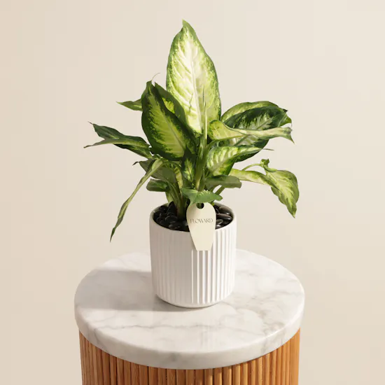 Pure Dieffenbachia Camellia Plant