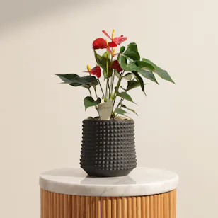 Pretty in Red Anthurium Plant