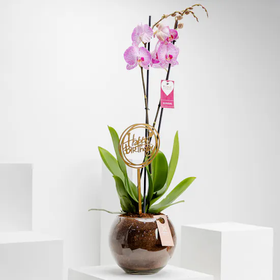 Happy Birthday Purple Orchid Plant