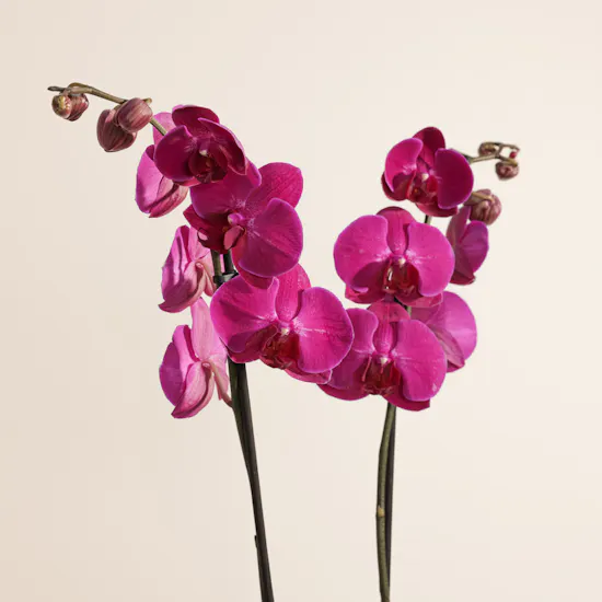 Purple Orchid | Alf Mabrook