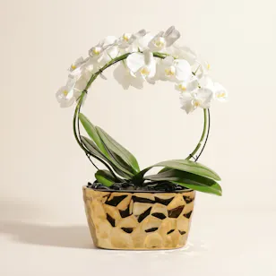  White Phalaenopsis Pot 